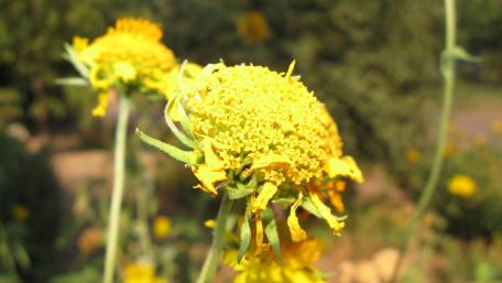 Flowers wallpaper