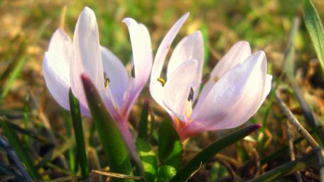 Flowers wallpaper