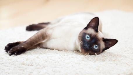 Siamese Cat Relaxing on Soft Rug wallpaper