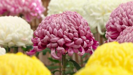 Yellow, white and pink chrysanthemums wallpaper