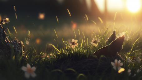 sunshine wallpaper