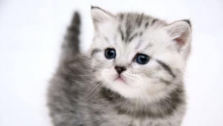 Cute cat wallpaper