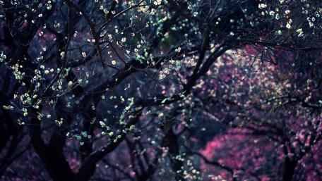 Enchanted Spring Blossom Forest wallpaper
