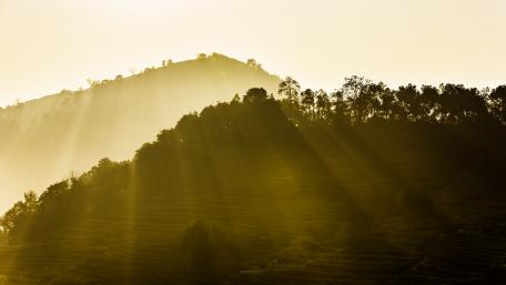 Golden Sunrise Over Hillside Trees wallpaper