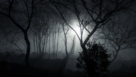 Forest Glow wallpaper