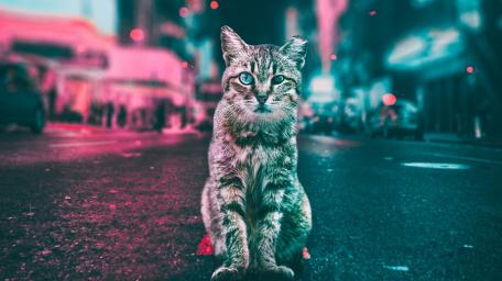 Stray cat wallpaper