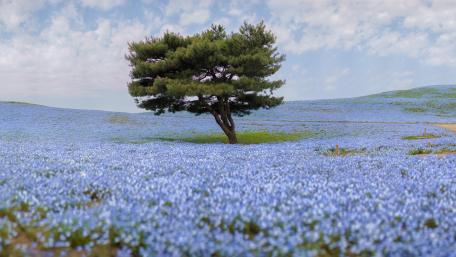 Hitachi Seaside Park wallpaper