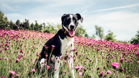 Joyful Hound in a Flower Field Amidst Spring Blooms wallpaper