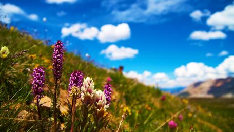 Blossoming Summer Hillside in 4K Quality wallpaper
