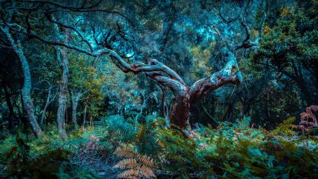 Mystical Forest Canopy in Twilight Hues wallpaper