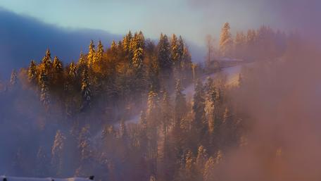 Mystical Winter Landscape Awash in Haze and Foggy Beauty wallpaper