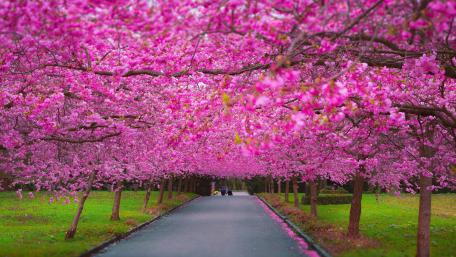Springtime Sakura Road wallpaper