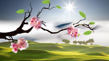 Blossoming Sakura Over Green Hills wallpaper