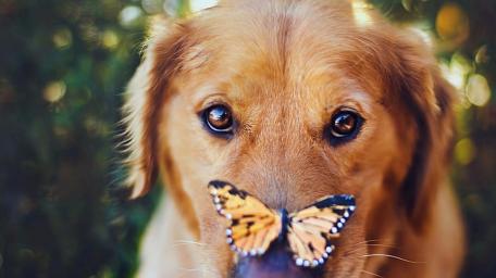 Golden Retriever with a Butterfly on Its Nose wallpaper