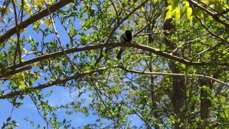 Serene Bird Perched Among Green Leaves wallpaper