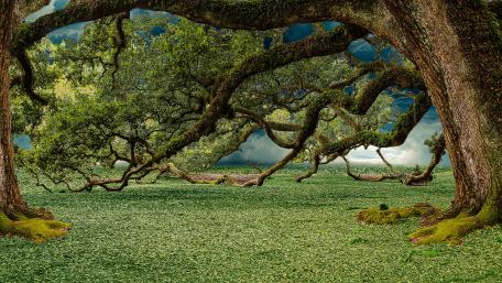 Enchanted Mossy Forest Wonderland wallpaper