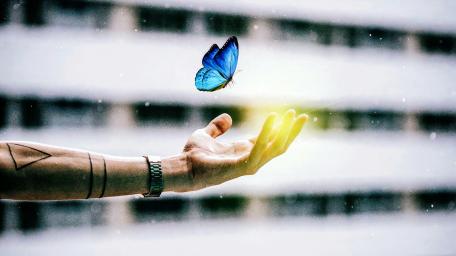 Enchanted Blue Butterfly Wallpaper wallpaper