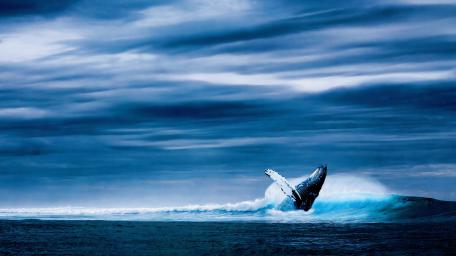 Majestic Whale Breaching the Ocean Waves wallpaper