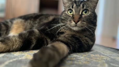 Cat wallpaper