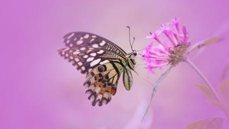 Delicate Butterfly on Pink Blossom Wallpaper wallpaper