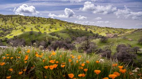 Spring Wildflowers on Rolling Hillsides wallpaper