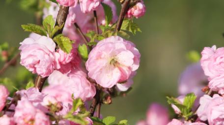 spring blooms wallpaper