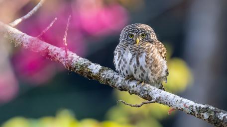 Eurasian pygmy owl wallpaper