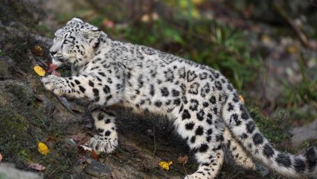 Majestic Snow Leopard Cub in Nature wallpaper