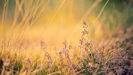 Gentle Wildflowers in Golden Grassland Light wallpaper