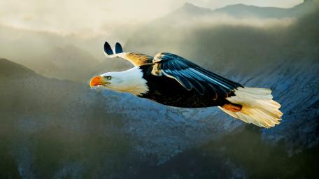 Majestic Bald Eagle in Flight wallpaper
