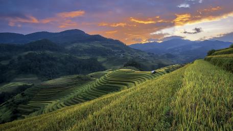 Serene Sunset Over Terraced Rice Fields wallpaper