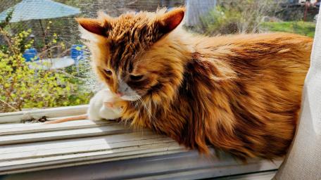 main coon cat. adorably. friendly. with. baby rat wallpaper