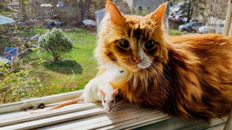 main coon cat. adorably. friendly. with baby. rat. wallpaper