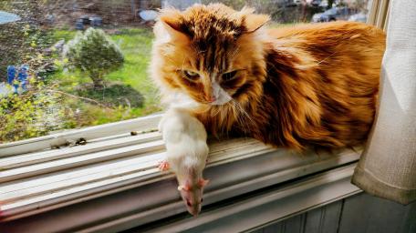 Main coon cat. keeping. An. eye. out. for. baby. rat. safety. wallpaper
