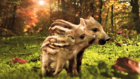 Adorable Wild Boars in Autumn Forest Scene wallpaper