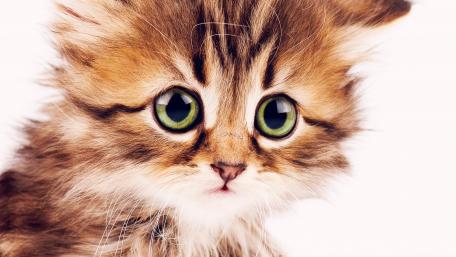 Adorable Ginger Kitten on a White Background wallpaper