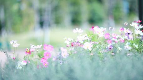 meadows wildflowers-flowers-spring wallpaper