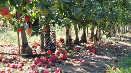 Apple Orchard wallpaper