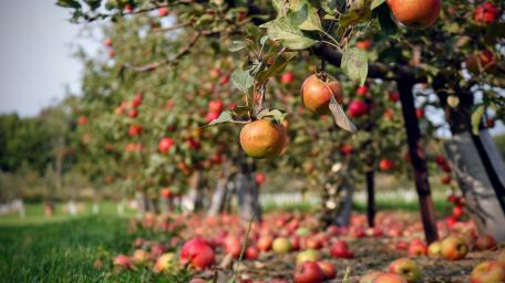 Orchard in bloom wallpaper