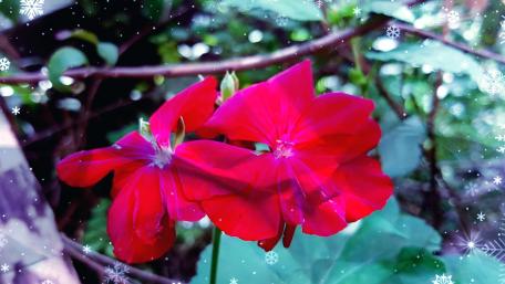 Vibrant Red Flowers Surrounded by Nature's Beauty wallpaper