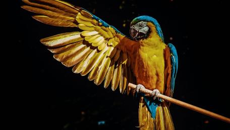 Colorful Macaw in Full Flight Displaying Its Vibrant Feathers wallpaper