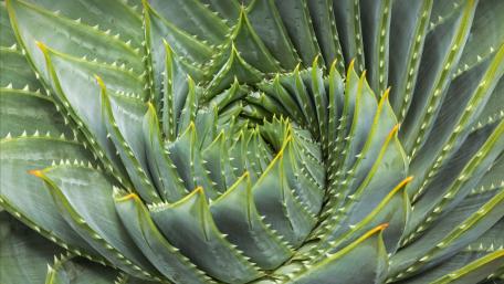 Aloe in Golden Spiral Design wallpaper