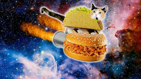 Taco cat wallpaper