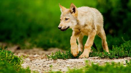 Young Eurasian wolf wallpaper