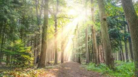 Enchanting Sunlit Forest Pathway wallpaper
