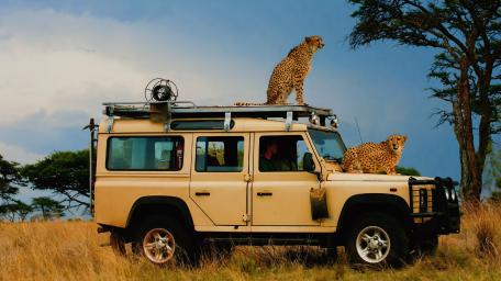 Cheetahs on a Safari Adventure in 4K wallpaper