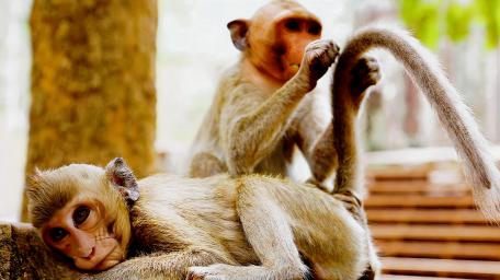 Playful Monkeys in Their Natural Habitat wallpaper