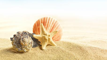 Seashells on the Beach in Summer Light wallpaper