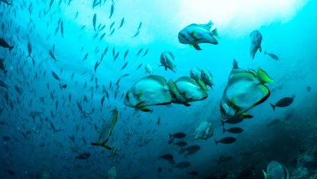 School of Fish in Blue Ocean Depths wallpaper