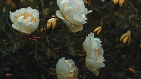 Elegant White Roses in Full Bloom wallpaper